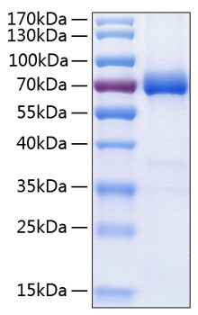 Recombinant Human B7-DC/PD-L2/CD273 Protein