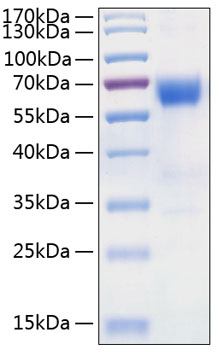 Recombinant Human TNFRSF10D/DcR2/TRAIL-R4/CD264 Protein