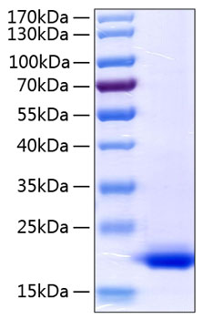 Recombinant Human TNF-alpha Protein