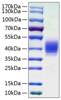 Recombinant Human CLL-1/MICL/CD371 Protein