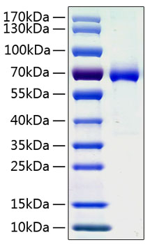 Recombinant Human Ephrin-A3/EFNA3 Protein