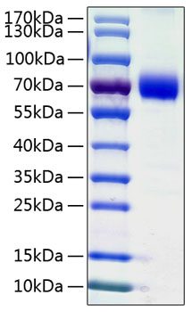 Recombinant Human B7-H5/Gi24/VISTA Protein