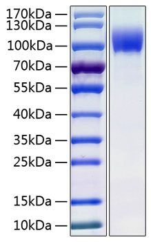 Recombinant Human IL-13RA1/CD213a1 Protein