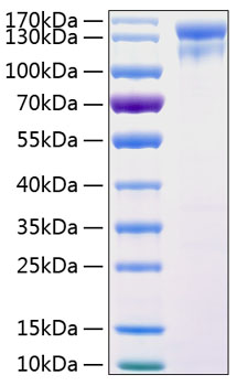 Recombinant Human HER1/ERBB1/EGFR Protein