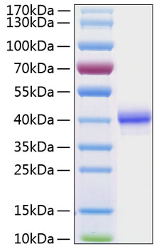 Recombinant Human EGF Protein