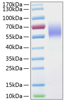 Recombinant Human IL-13RA1/CD213a1 Protein