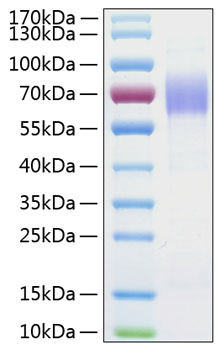 Recombinant Human MSR1/CD204 Protein