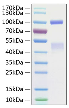 Recombinant Human HGF receptor/c-MET/MET Protein