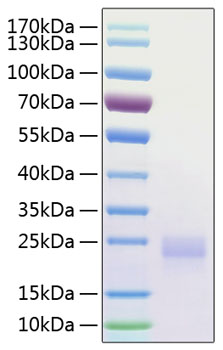 Recombinant Human CTLA-4/CD152 Protein