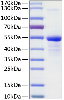 Recombinant Human 12E7/MIC2 /CD99 Protein