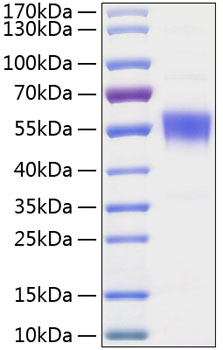 Recombinant Human BTLA/CD272 Protein