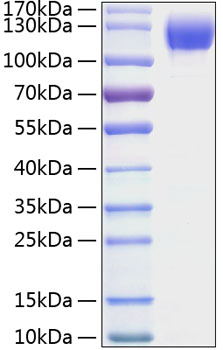 Recombinant Mouse ICAM-1/CD54 Protein