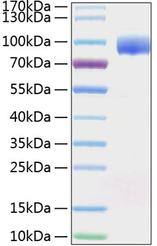 Recombinant Human Nectin-1/PVRL1/CD111 Protein