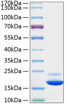 Recombinant Mouse TNF-alpha Protein