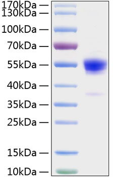 Recombinant Rat IFN-gamma Protein