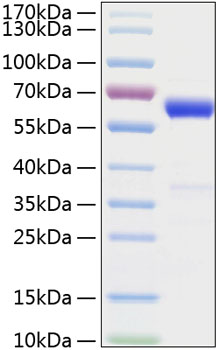 Recombinant Mouse IFN-beta Protein