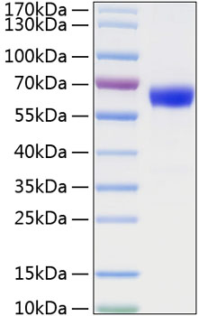 Recombinant Mouse TNFRSF1A/TNF-R1/CD120a Protein