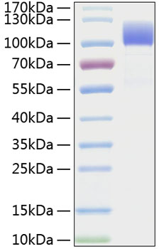 Recombinant Human CD6 Protein