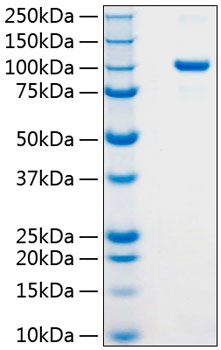 Recombinant Human Argonaute-2/AGO2 Protein