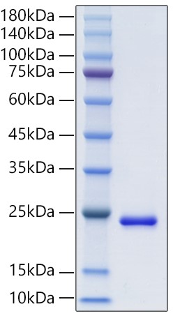 Recombinant Human FGF-10 Protein