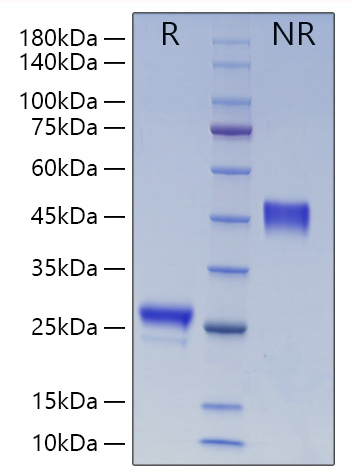 Recombinant Human VEGF-A/VEGF165 Protein