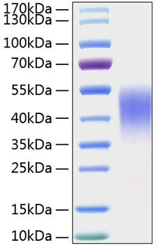 Recombinant Mouse TIM-3/HAVCR2/CD366 Protein