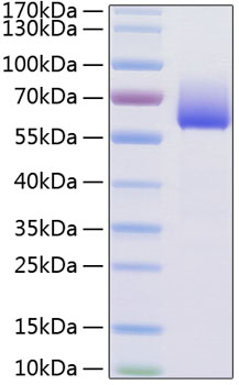 Recombinant Mouse TIM-3/HAVCR2/CD366 Protein