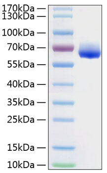 Recombinant Human LILRB4/ILT-3/CD85k Protein