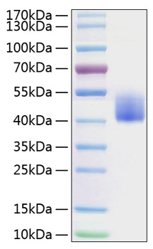 Recombinant Mouse B7-H1/PD-L1/CD274 Protein