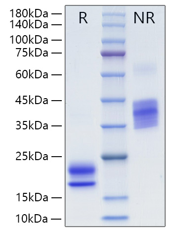 Recombinant Human VEGF-A/VEGF121 Protein