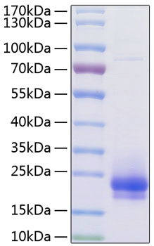 Recombinant Human Flt4 ligand/VEGF-C Protein