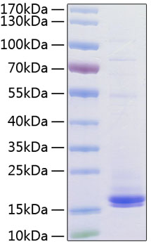 Recombinant Human CD3 epsilon Protein