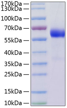 Recombinant Human TNFRSF3/TNFR-III/LTBR Protein