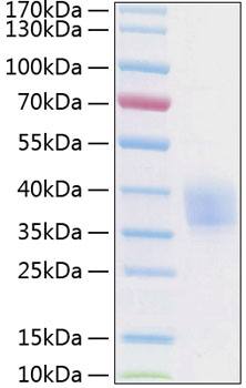 Recombinant Human Endothelial protein C receptor/CD201 Protein