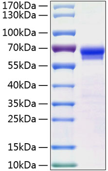 Recombinant Human JAM-B/VE-JAM/CD322 Protein