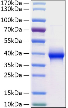 Recombinant Human LILRB4/ILT-3/CD85k Protein