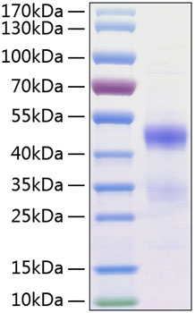 Recombinant Human NovH/CCN3(N97K) Protein