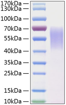 Recombinant Human LYPD3 Protein