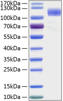 Recombinant Human Siglec-5/CD170 Protein