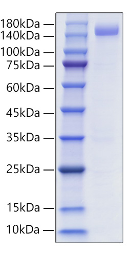 Recombinant Human Siglec-2/CD22 Protein