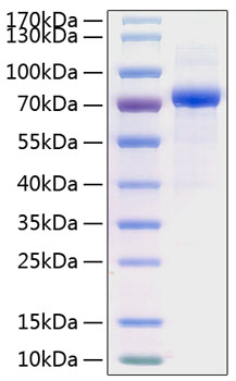 Recombinant Human Serpin D1/Heparin cofactor 2 Protein