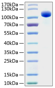 Recombinant Human EphB4/HTK Protein