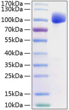 Recombinant Human FGFR-2 alpha (IIIc)/KGFR/CD332 Protein