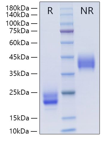 Recombinant Mouse CSF-1/M-CSF Protein