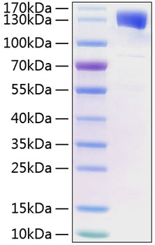 Recombinant Human IL-6RB/gp130/CD130 Protein