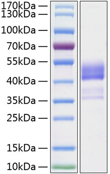 Recombinant Human TNFRSF13C/BAFFR/CD268 Protein