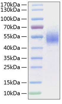 Recombinant Human Fc gamma RI/FCGR1/CD64 Protein