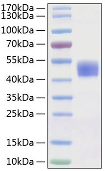 Recombinant Human CD24 Protein