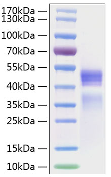 Recombinant Human IL-12/IL-12A&IL-12B Protein