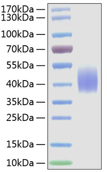 Recombinant Mouse B7-2/CD86 Protein